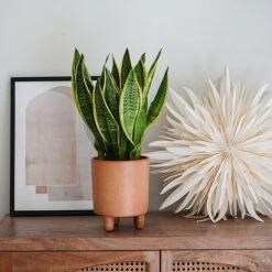 Pisa Reactive Glaze Planter Fawn H19CM D16CM -Bloom Haven Herbaceous Perennials Deals Store PRGPF16 2