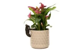 Antique Bronze Coloured Schnauzer Pot Buddy - Pot Hanger -Bloom Haven Herbaceous Perennials Deals Store SCHNAUZER20 20POT20 20PB0023