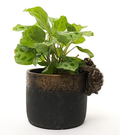 Antique Bronze Coloured Tortoise Pot Buddy - Pot Hanger 2 Antique Bronze Coloured Tortoise Pot Buddy - Pot Hanger - Image 2