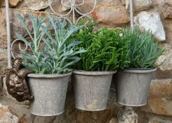 Antique Bronze Coloured Tortoise Pot Buddy - Pot Hanger 9 Antique Bronze Coloured Tortoise Pot Buddy - Pot Hanger -Bloom Haven Herbaceous Perennials Deals Store TORTOISE20 20HANGING20POTS20120 20CROPPED20 20PB0018