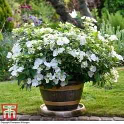 Wooden Barrel Effect Pot & Saucer 11 Wooden Barrel Effect Pot & Saucer -Bloom Haven Herbaceous Perennials Deals Store TOWE KA8437 F