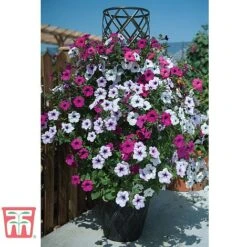 Black & Gold Tower Pot™ 7 Black & Gold Tower Pot™ -Bloom Haven Herbaceous Perennials Deals Store TOWE TKA8073 B1