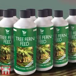 Tree Fern Feed -Bloom Haven Herbaceous Perennials Deals Store Tree fern2