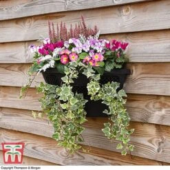Wall Basket -Bloom Haven Herbaceous Perennials Deals Store WALL KB3083 C