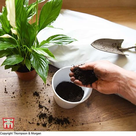 Incredicompost Peat Free Houseplant 1 Incredicompost Peat Free Houseplant