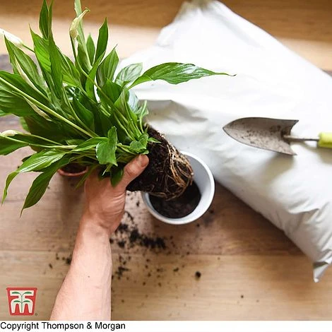 Incredicompost Peat Free Houseplant 3 Incredicompost Peat Free Houseplant - Image 3