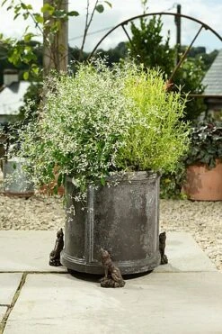 Antique Bronze Coloured Wolf Potty Feet - Plant Pot Feet 13 Antique Bronze Coloured Wolf Potty Feet - Plant Pot Feet -Bloom Haven Herbaceous Perennials Deals Store WOLF20 20OUTDOOR20POT2020 20PF0098