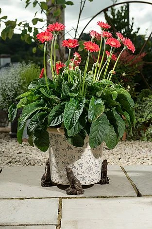 Antique Bronze Coloured Wolf Potty Feet - Plant Pot Feet 1 Antique Bronze Coloured Wolf Potty Feet - Plant Pot Feet