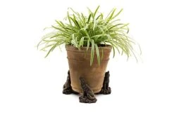 Antique Bronze Coloured Wolf Potty Feet - Plant Pot Feet 9 Antique Bronze Coloured Wolf Potty Feet - Plant Pot Feet -Bloom Haven Herbaceous Perennials Deals Store WOLF20 20POT20 20PF0098