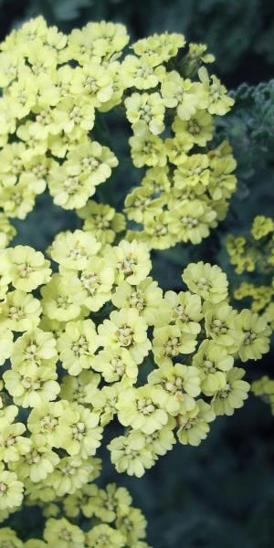 ACHILLEA 'Anthea' PBR 1 ACHILLEA 'Anthea' PBR