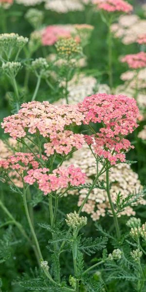 ACHILLEA 'Lachsschonheit' (Galaxy Series) 3 ACHILLEA 'Lachsschonheit' (Galaxy Series) - Image 3