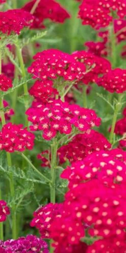 ACHILLEA Millefolium 'Pomegranate' (Tutti Frutti Series)