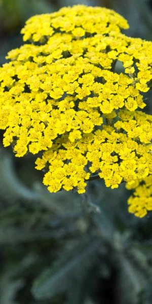 ACHILLEA 'Moonshine' 1 ACHILLEA 'Moonshine'