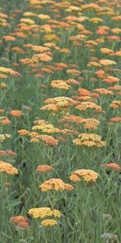 ACHILLEA 'Terracotta'
