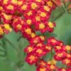 ACHILLEA 'Walther Funcke'