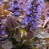 AJUGA Reptans 'Braunherz'