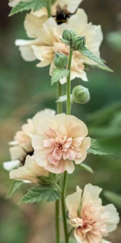 Featured Products -Bloom Haven Herbaceous Perennials Deals Store alcalthaea suffrutescens parkallee 8031162