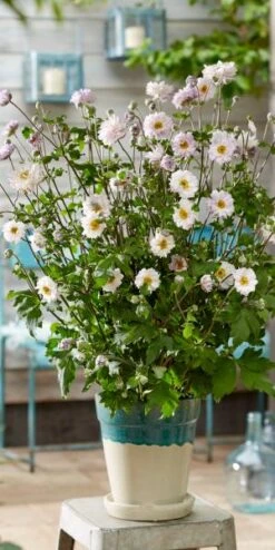 ANEMONE 'Frilly Knickers' -Bloom Haven Herbaceous Perennials Deals Store anemone frilly knickers s 3