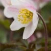 ANEMONE Nemorosa Flushed Rose Pink