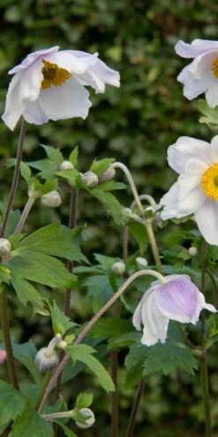 ANEMONE 'Ruffled Swan' PBR -Bloom Haven Herbaceous Perennials Deals Store anemone ruffled swan