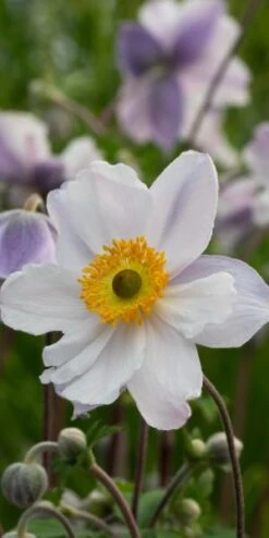 ANEMONE 'Ruffled Swan' PBR