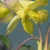 AQUILEGIA Chrysantha 'Yellow Queen'