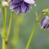 AQUILEGIA Vulgaris Var. Stellata 'Christa Barlow' (Barlow Series)