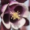 AQUILEGIA Vulgaris 'William Guinness'