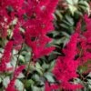 ASTILBE 'Fanal' (x Arendsii)