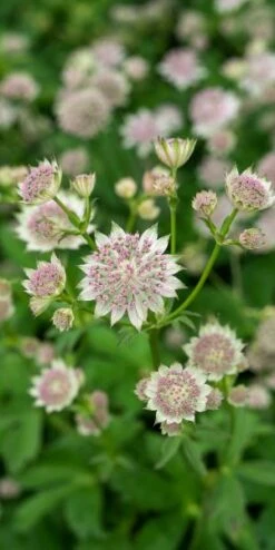 ASTRANTIA 'Buckland' -Bloom Haven Herbaceous Perennials Deals Store astrantia buckland 6301070