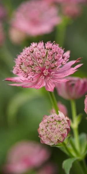 ASTRANTIA Major 'Pink Pride' 2 ASTRANTIA Major 'Pink Pride' - Image 2