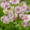 ASTRANTIA Major Var. Rosea