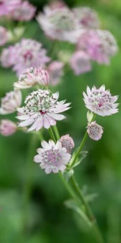 ASTRANTIA Major Var. Rosea -Bloom Haven Herbaceous Perennials Deals Store astrantia major var 3