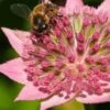 ASTRANTIA Maxima