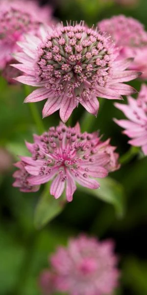 ASTRANTIA Major 'Pink Pride' 1 ASTRANTIA Major 'Pink Pride'