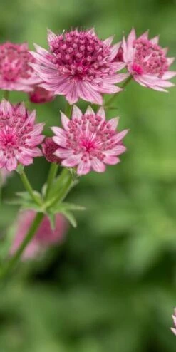 ASTRANTIA 'Roma' PBR