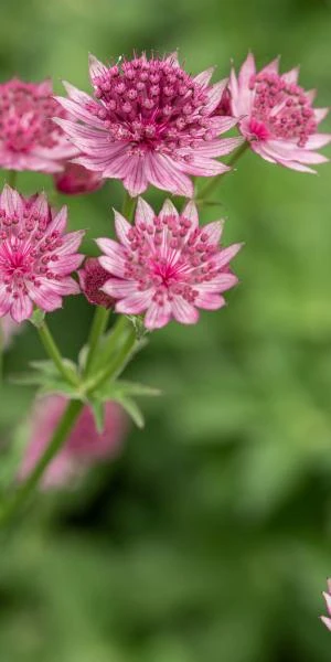 ASTRANTIA 'Roma' PBR 1 ASTRANTIA 'Roma' PBR