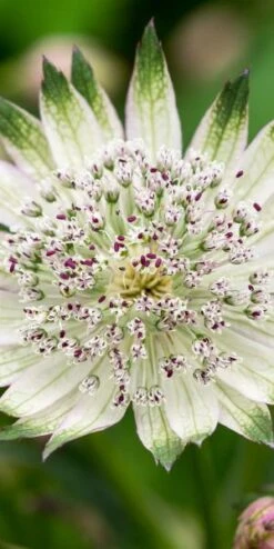 ASTRANTIA 'Superstar' PBR