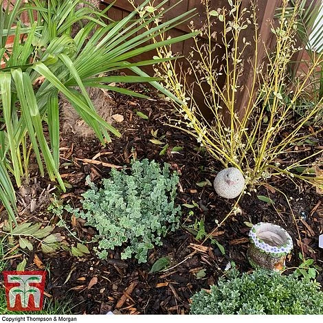 Decorative Bark 2 Decorative Bark - Image 2