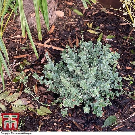 Decorative Bark 3 Decorative Bark - Image 3