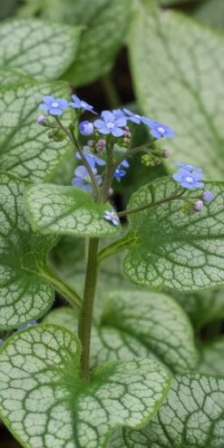 BRUNNERA Macrophylla 'Alexanders Great' PBR