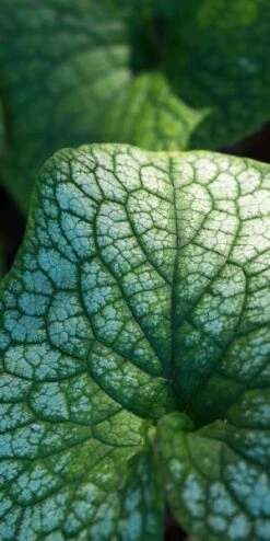 BRUNNERA Macrophylla 'Alexanders Great' PBR 5 BRUNNERA Macrophylla 'Alexanders Great' PBR -Bloom Haven Herbaceous Perennials Deals Store brunnera alexander s great 9300670