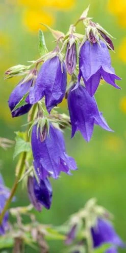 CAMPANULA 'Kent Belle'