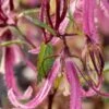 CAMPANULA 'Pink Octopus' PBR