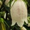 CAMPANULA Takesimana 'White Giant'