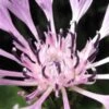 CENTAUREA Montana 'Carnea'