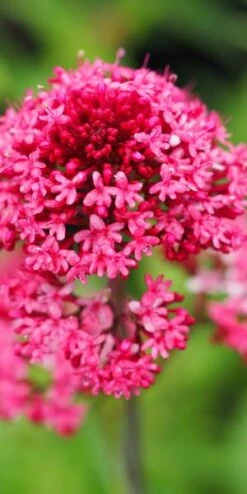 Featured Products -Bloom Haven Herbaceous Perennials Deals Store centranthus ruber var 4