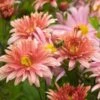 CHRYSANTHEMUM Rubellum 'Beechcroft'