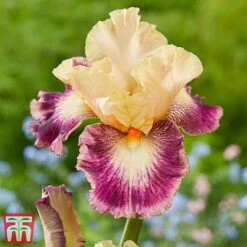 Iris Premium Collection 8 Iris Premium Collection -Bloom Haven Herbaceous Perennials Deals Store comme1