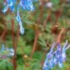 CORYDALIS Flexuosa 'China Blue'